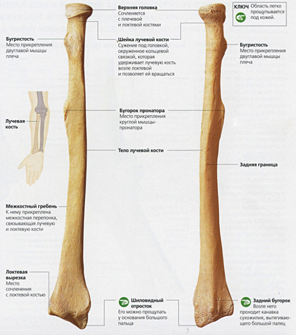 Строение лучевой кости