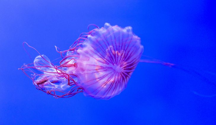 Ядовитые медузы мира - морская крапива