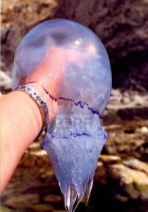 Медуза в руке