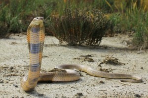 Среднеазиатская кобра