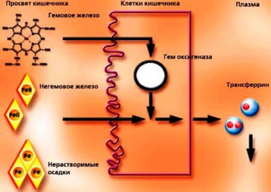 железо