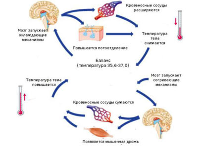 ponizhennaya-temperatura-tela-cheloveka-prichiny