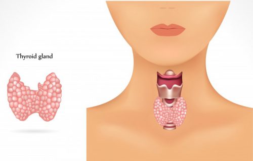 Щитовидная железа женщины