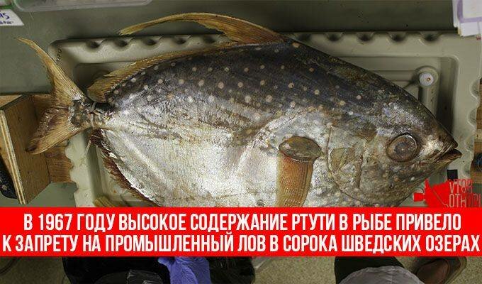 Отравленная ртутью рыба может стать причиной интоксикации