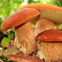 польза грибов