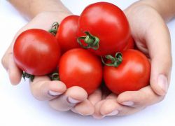 Можно ли кормящей маме помидоры свежие