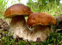 полезные свойства грибов