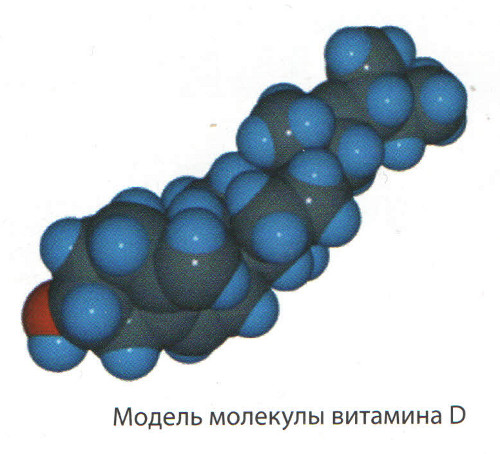 Молекула витамина D, функции витамина d