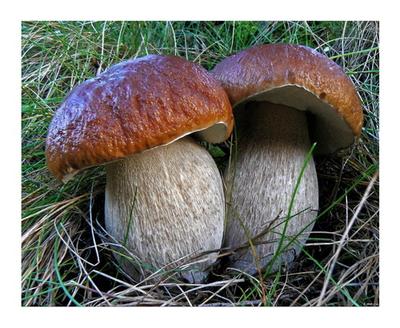 Самые полезные грибы
