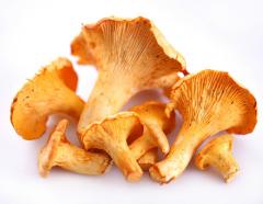 Полезные грибы - лисичка