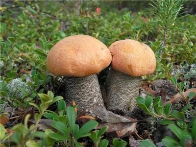 Полезные грибы подосиновики