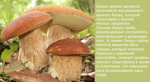 Белый гриб свежий