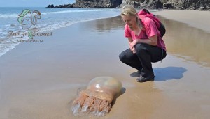 Встреча с медузой на берегу не так опасна