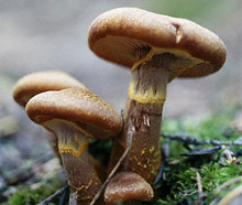 Все о грибах. Пищевая ценность грибов. Первая помощь при отравлении грибами. Как избежать отравлений грибами