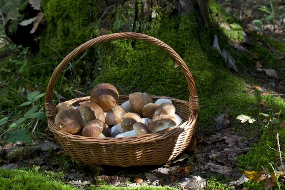 Как готовить грибы, чтобы максимально сохранить их полезные свойства?