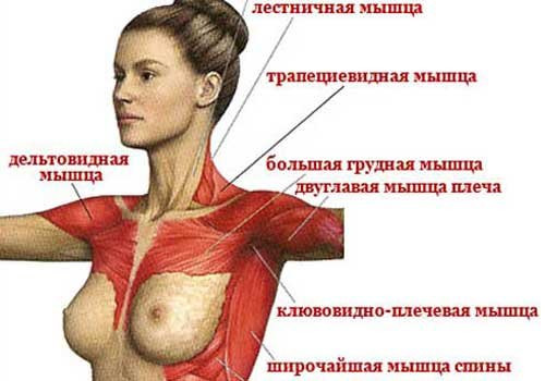 комплекс упражнений для увеличения груди