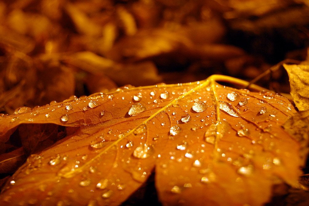 капли дождя на желтой листве