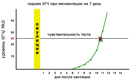 График роста гормона ХГЧ
