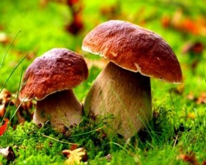 Можно ли беременным грибы, способы приготовления и виды грибов