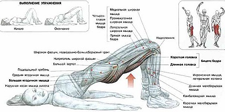 Упражнения для ягодиц и бедер в домашних условиях