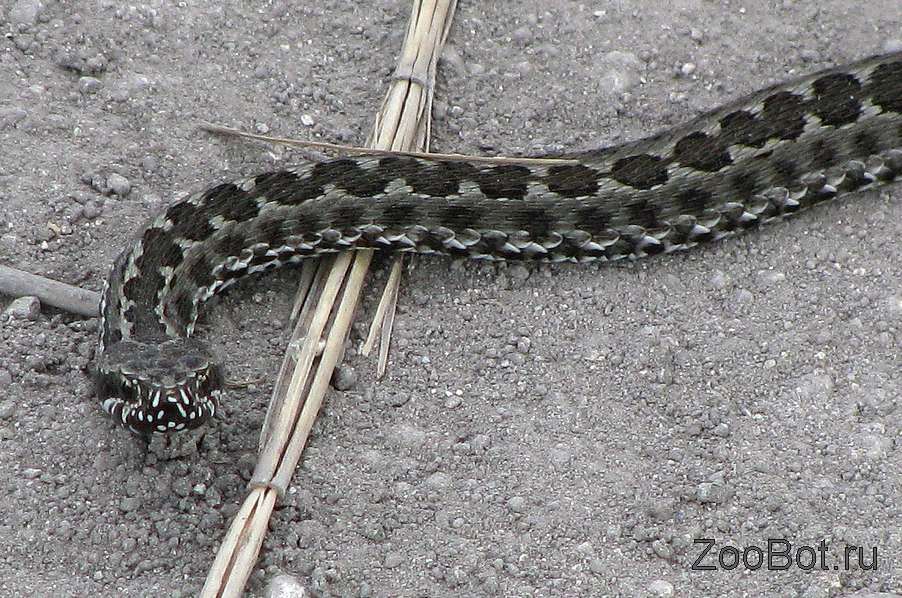 Гадюка степная (Vipera ursinii)