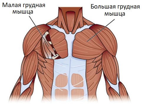 Анатомия грудных мышц