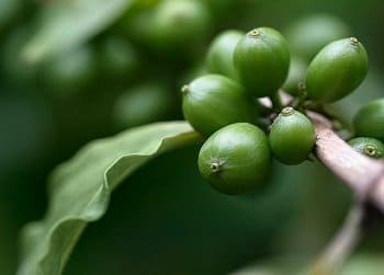 Как пить зеленый кофе, чтобы похудеть