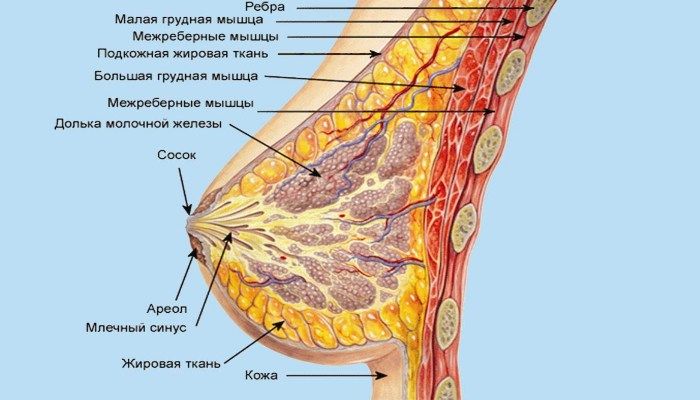 Строение молочной железы