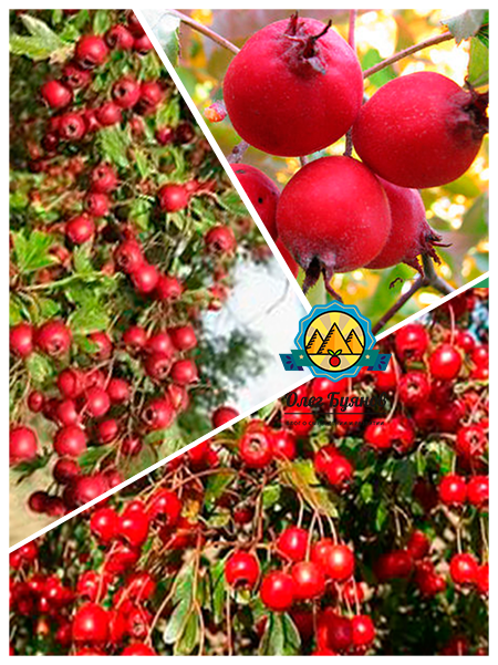 ягоды и плоды боярки