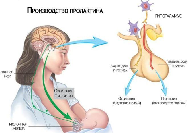 Пролактин в организме женщины