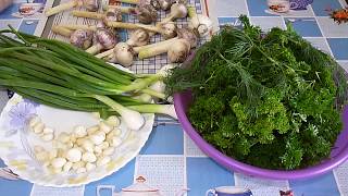 Приправа с чесноком и зеленью на зиму / Season with garlic and herbs for the winter