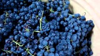 Рецепт приготовления домашнего виноградного вина, часть 1