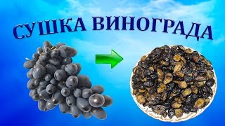 Как приготовить изюм из винограда Молдова?