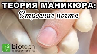 ТЕОРИЯ МАНИКЮРА Часть 1: Строение ногтя