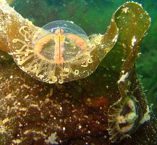 Самые опасные медузы в мире! Что делать, если вас ужалила медуза?