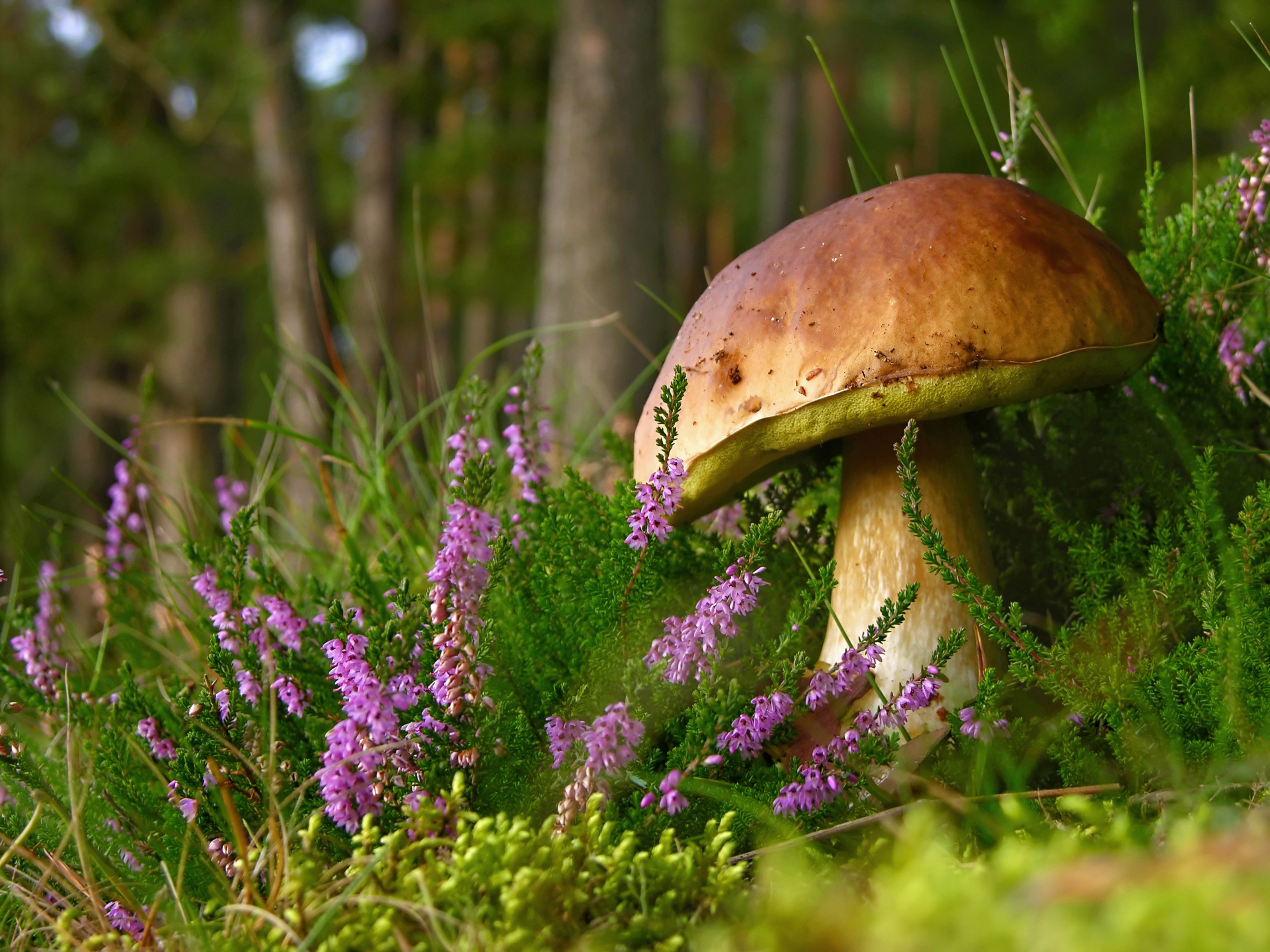 грибы, лесные грибы_1
