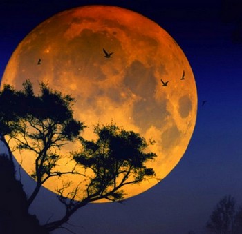 Луна на фоне дерева
