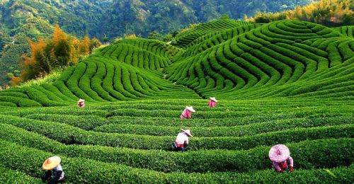 Чайная плантация в Китае
