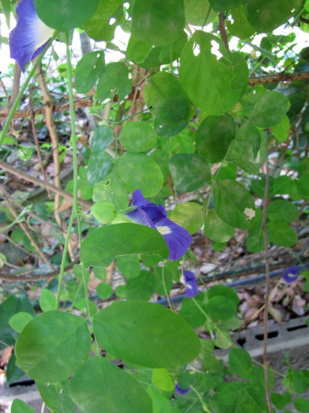 Клитория тройчатая, Clitoria ternatea мотыльковый горошек тайский синий чай