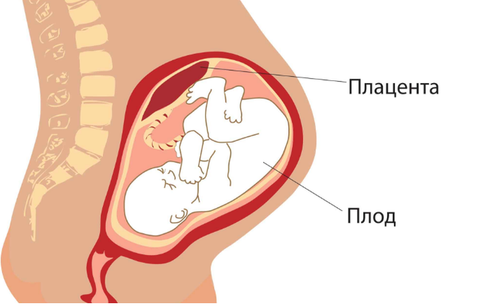 Строение плаценты