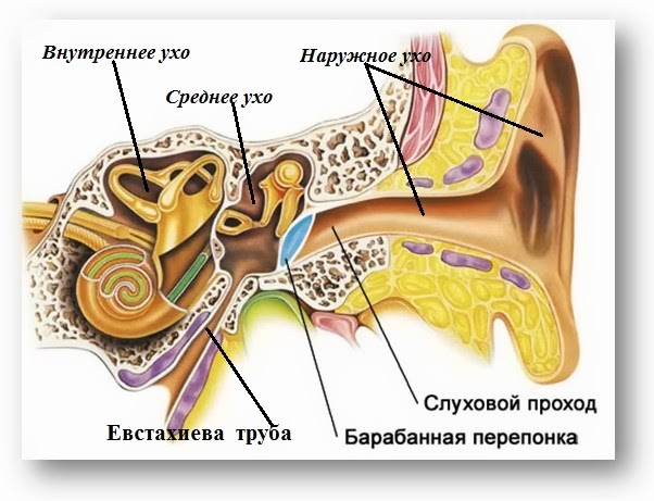 строение уха 1
