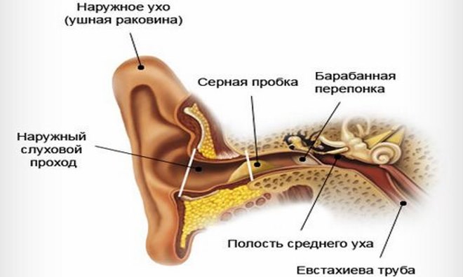 схема уха и где образуется пробка