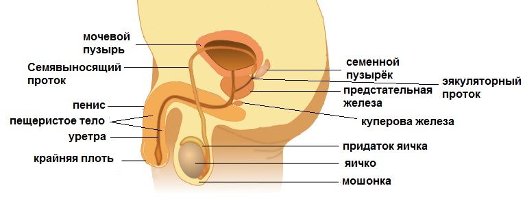 пейрони