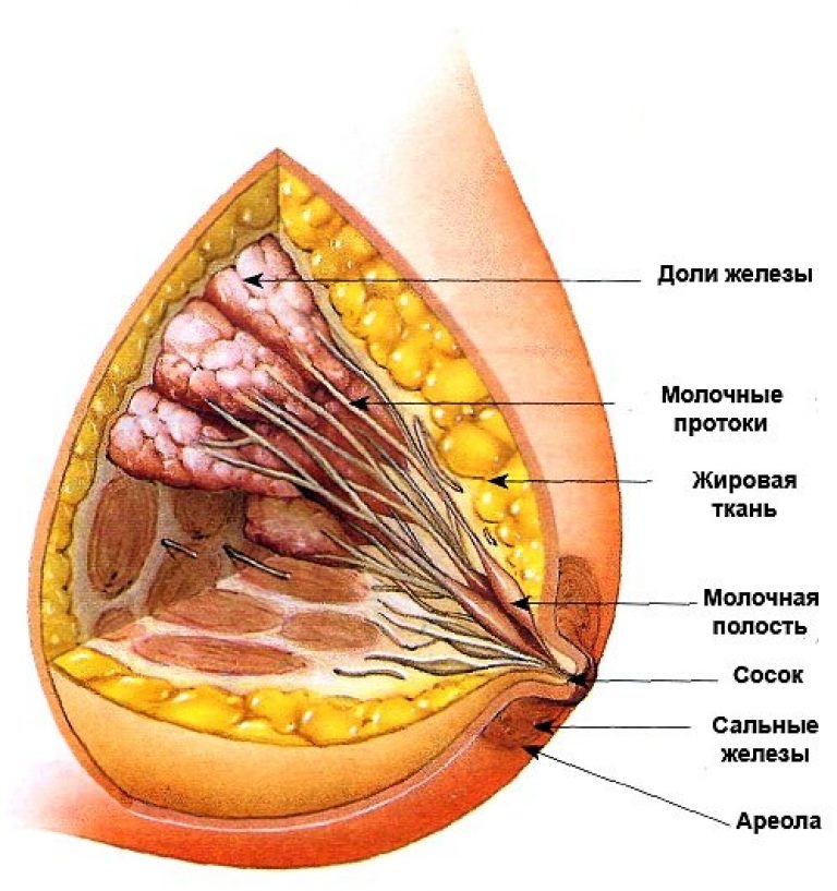 молочные железы
