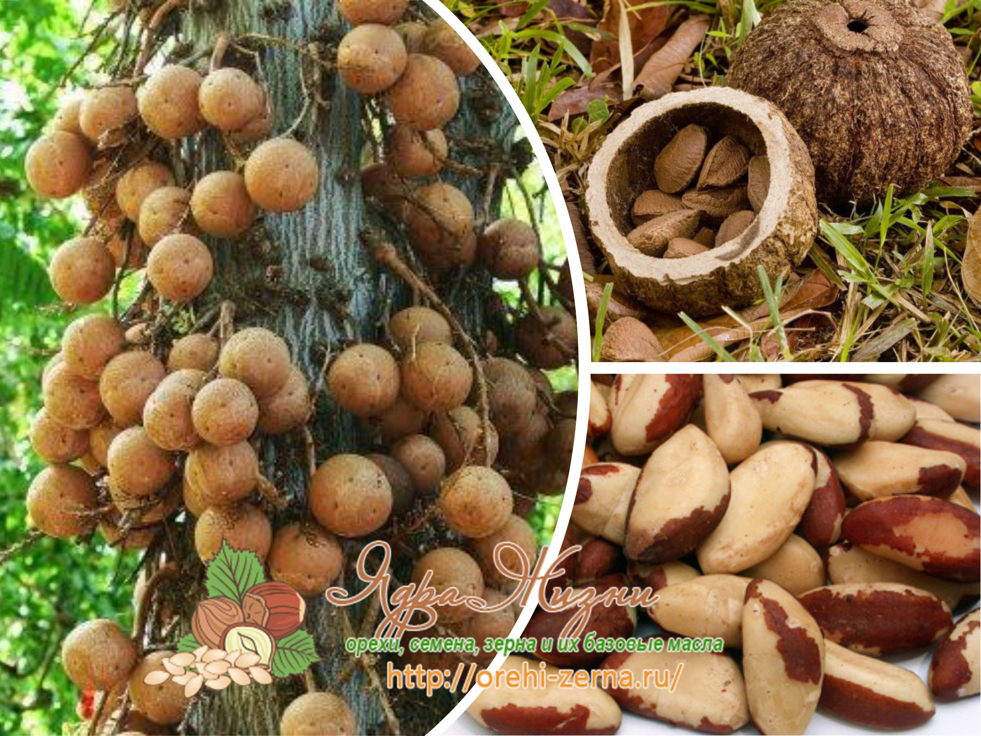 как растут бразильские орехи