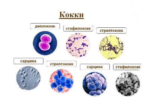 бактерии, кокки