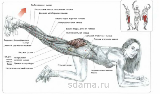 Упражнения для ягодиц