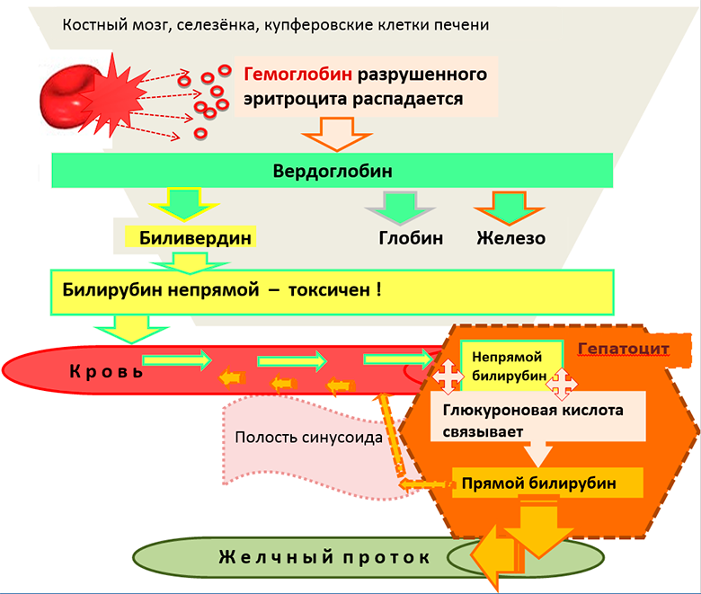 Типы билирубина