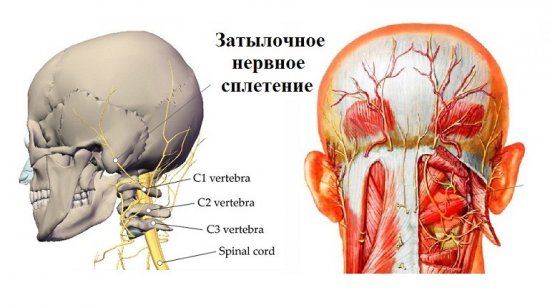 Невралгия затылочного нерва