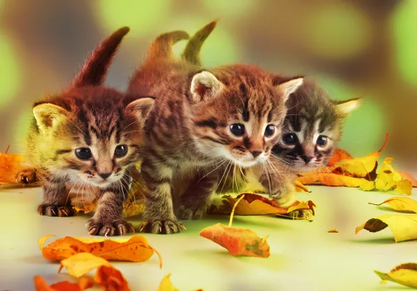Группа малых котят осенью листья — стоковое фото
